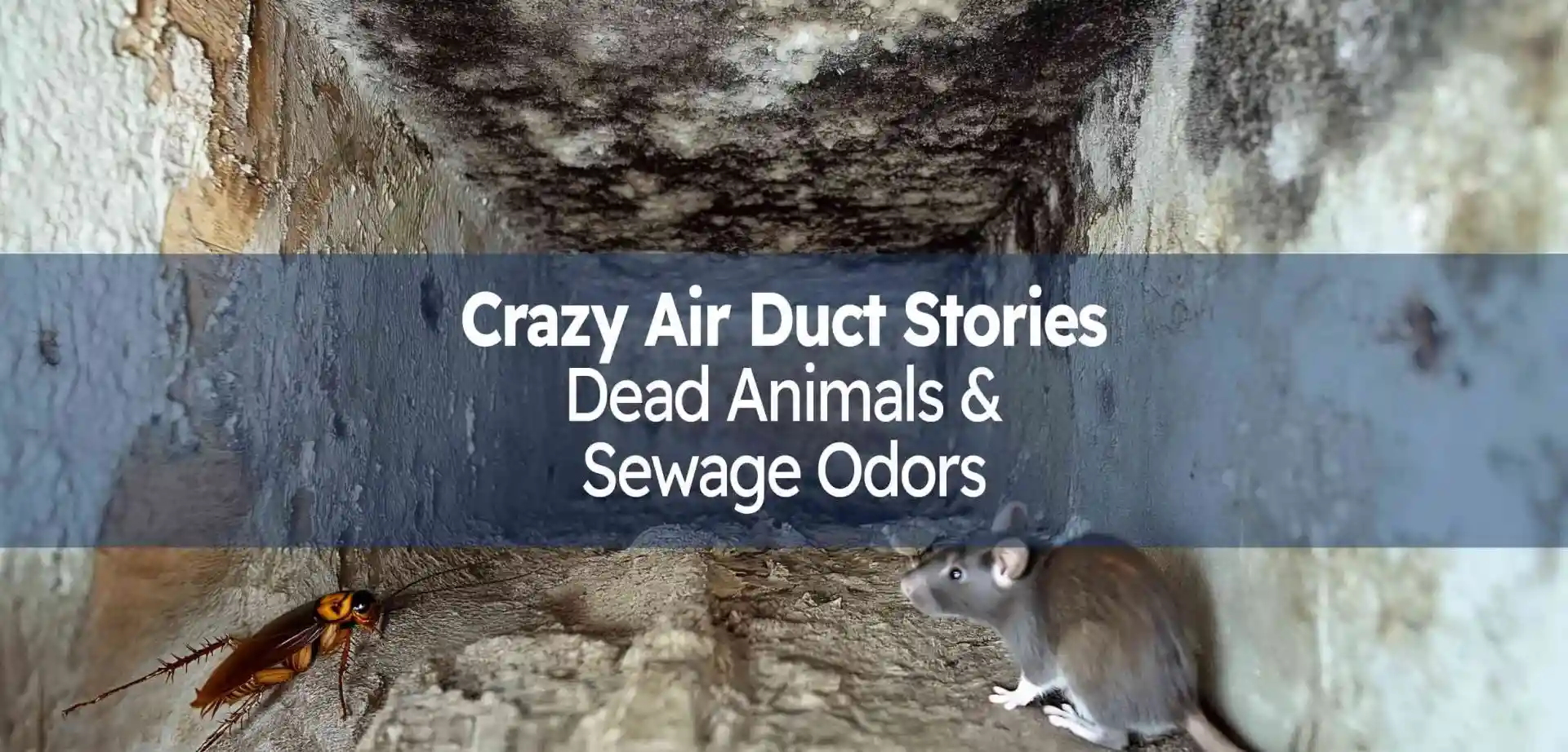 The Grossest Air Duct Cleaning Stories Dead Birds, Rats, Possums, and Unexpected Skunk Appearances