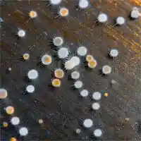 Mold Spores